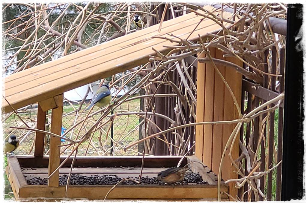 Karmnik w ogrodzie 3 Karmnik w ogrodzie 3