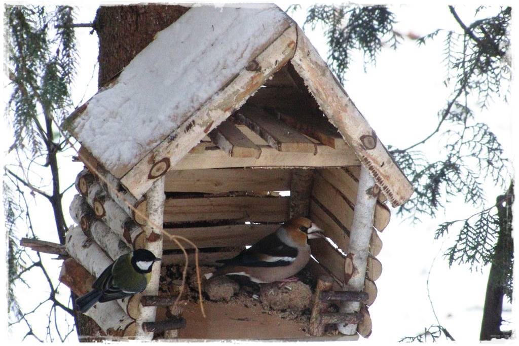 Karmnik w ogrodzie 4 Karmnik w ogrodzie 4