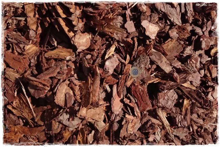 Kora sosnowa aranżacje 10a