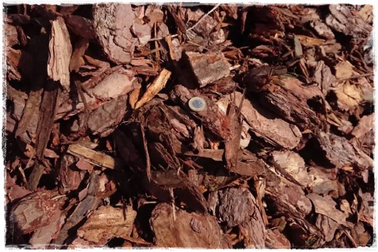 Kora sosnowa aranżacje 11a