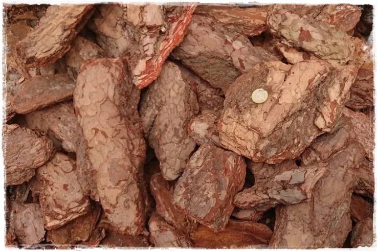 Kora sosnowa aranżacje 12a