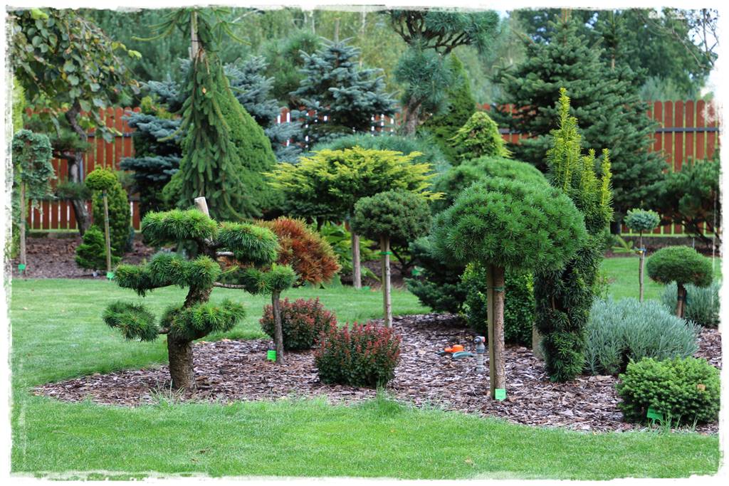 Kora sosnowa aranżacje 13b Kora sosnowa aranżacje 13b