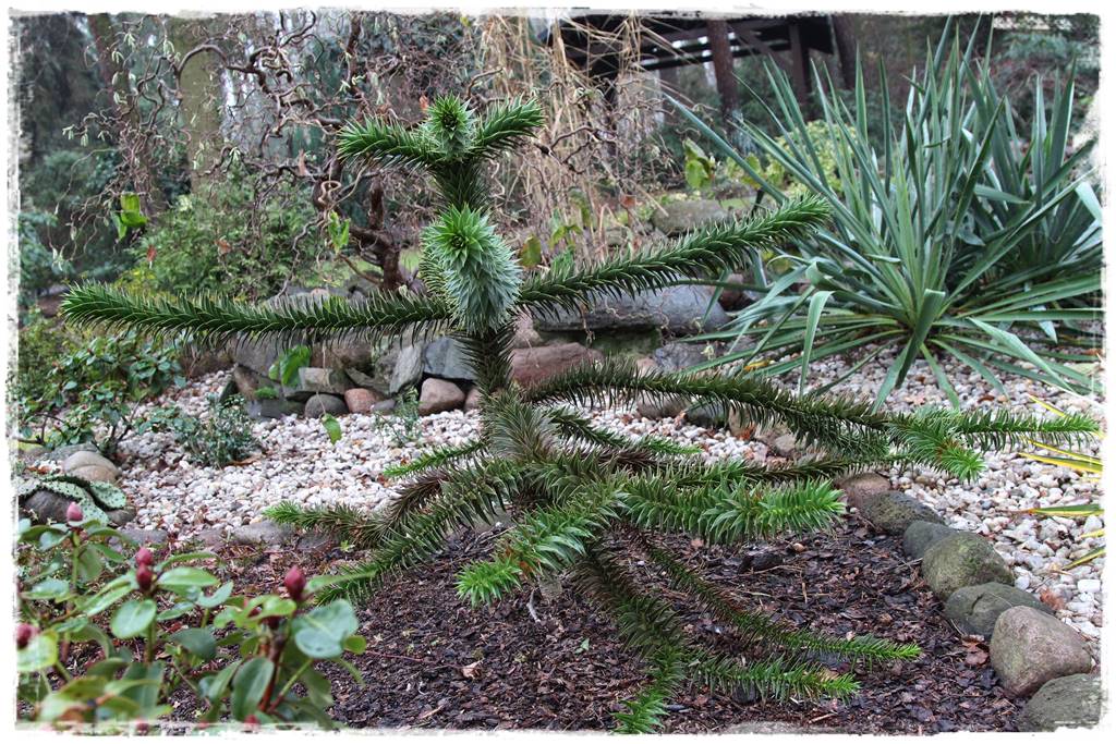 Kora sosnowa aranżacje 13e Kora sosnowa aranżacje 13e