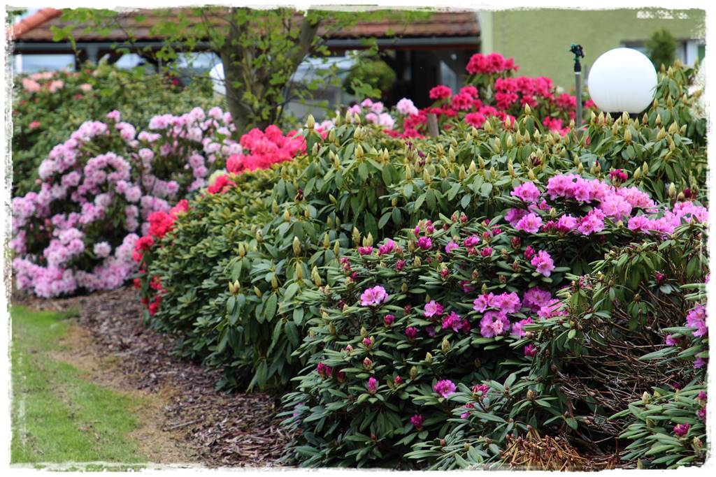 Kora sosnowa aranżacje 20b Kora sosnowa aranżacje 20b