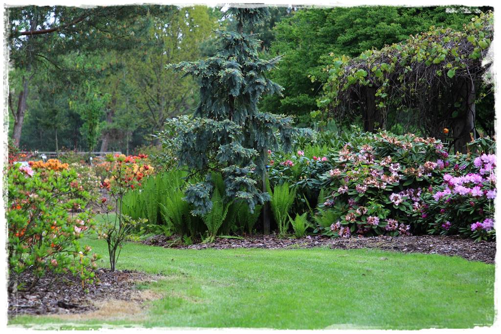 Kora sosnowa aranżacje 20e Kora sosnowa aranżacje 20e