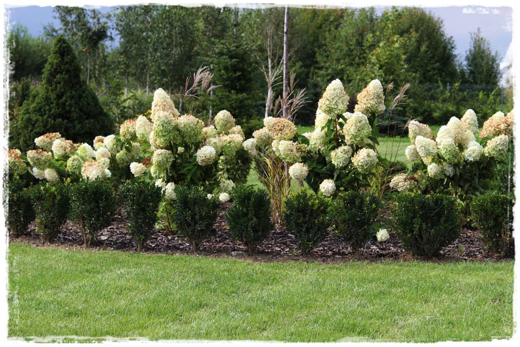 Kora sosnowa aranżacje 40 Kora sosnowa aranżacje 40