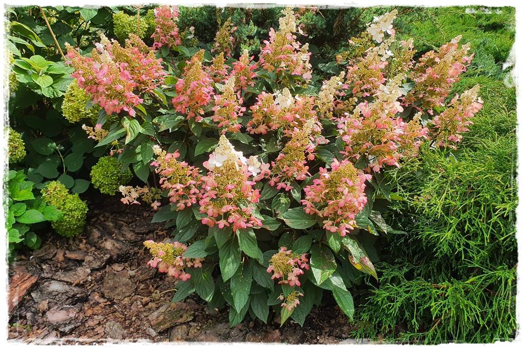 Kora sosnowa aranżacje 40d Kora sosnowa aranżacje 40d