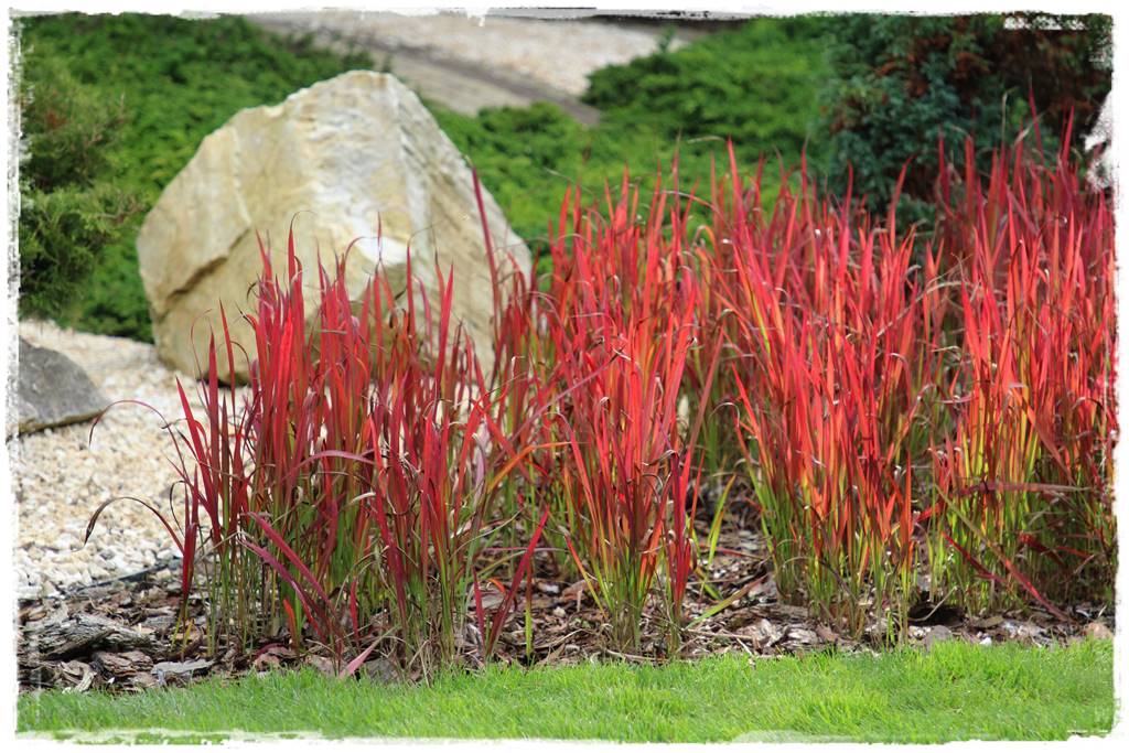 Kora sosnowa aranżacje 50b Kora sosnowa aranżacje 50b