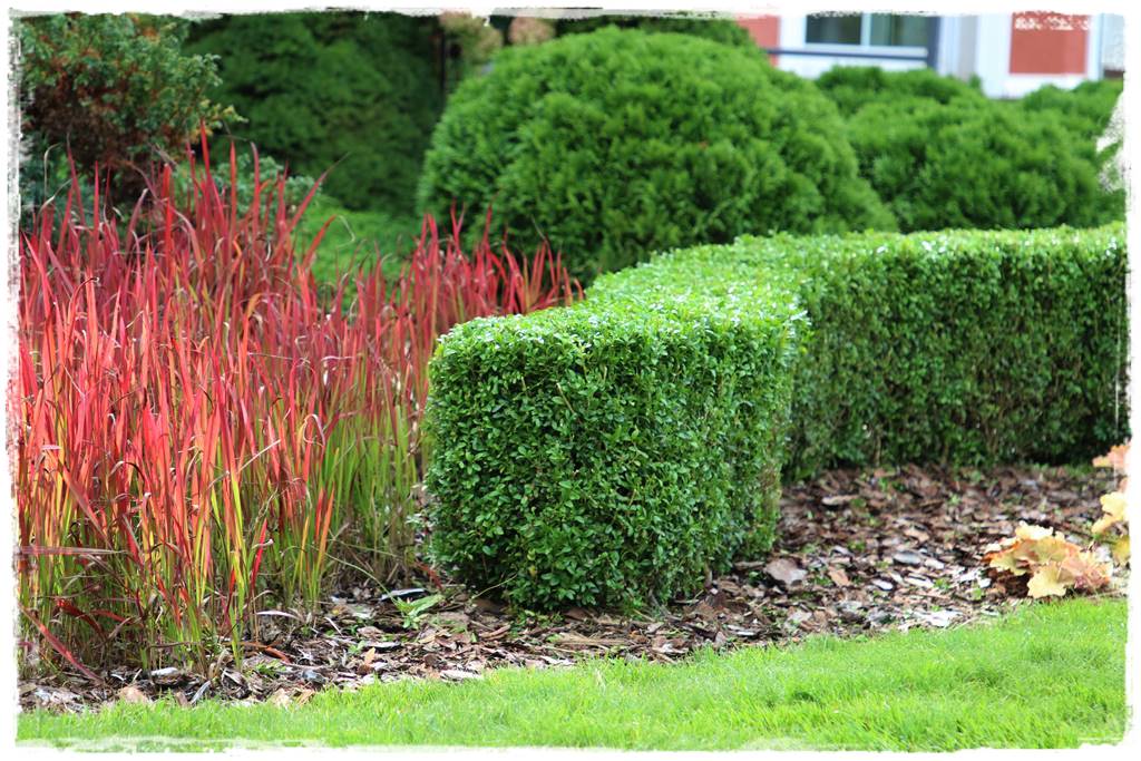 Kora sosnowa aranżacje 50c Kora sosnowa aranżacje 50c