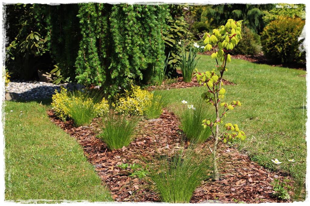 Kora sosnowa aranżacje 50j Kora sosnowa aranżacje 50j