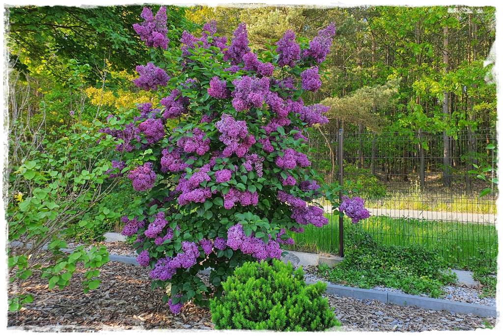 Kora sosnowa aranżacje 80c