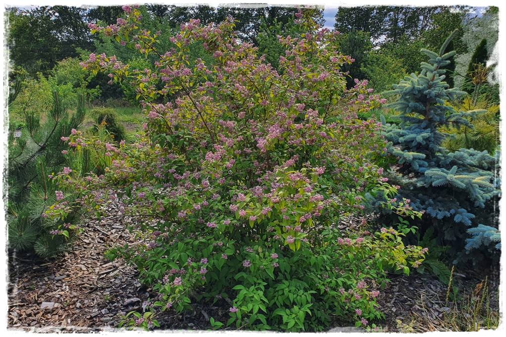 Kora sosnowa aranżacje 80d