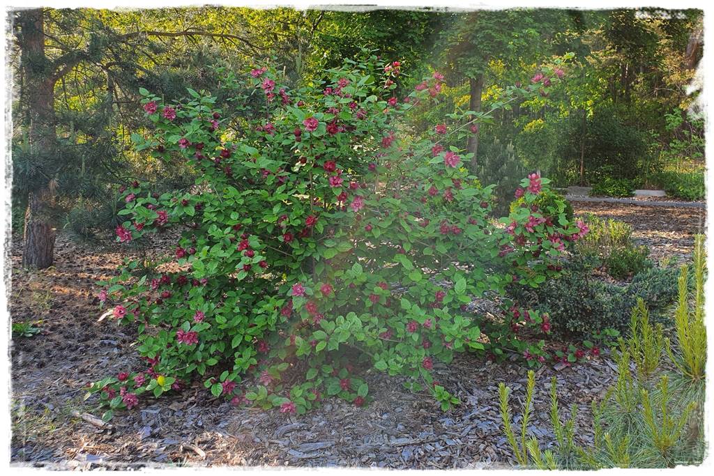 Kora sosnowa aranżacje 80e