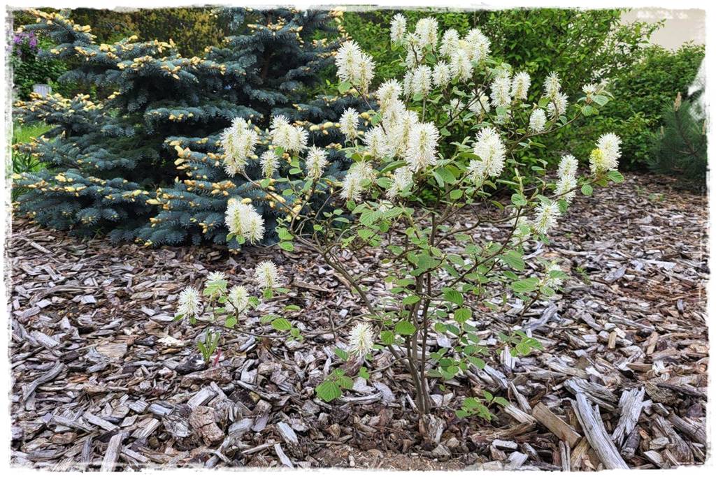 Kora sosnowa aranżacje 80f