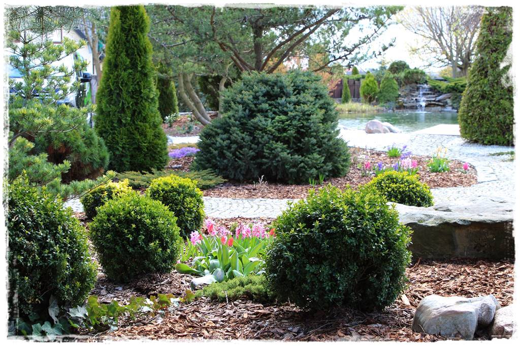 Kora sosnowa aranżacje 80j