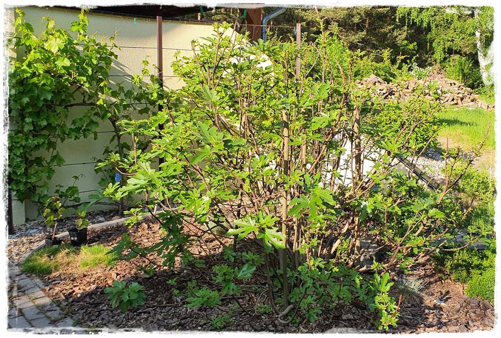 Kora sosnowa aranżacje 80k