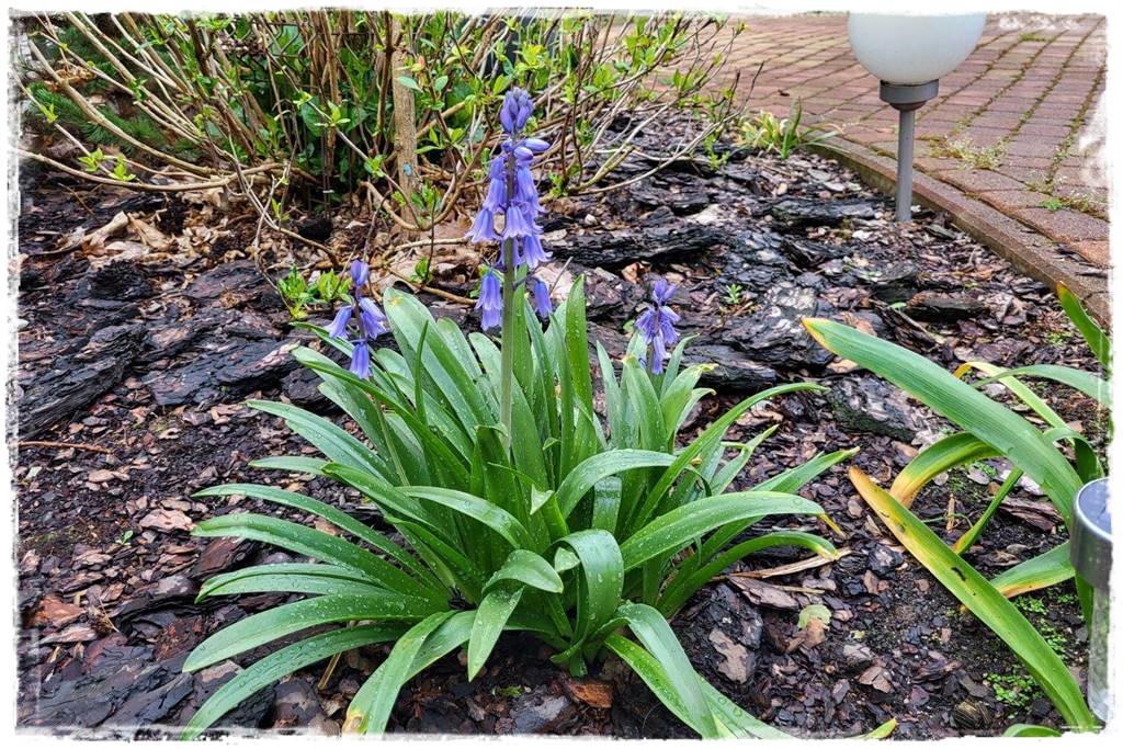 Kora sosnowa aranżacje 90 Kora sosnowa aranżacje 90