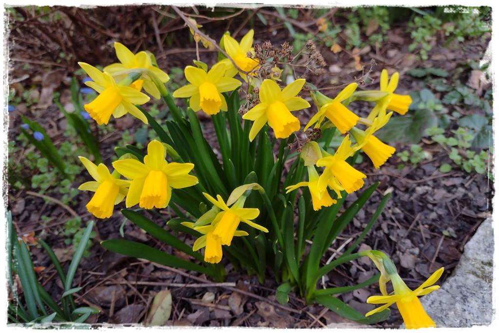 Kora sosnowa aranżacje 90b Kora sosnowa aranżacje 90b