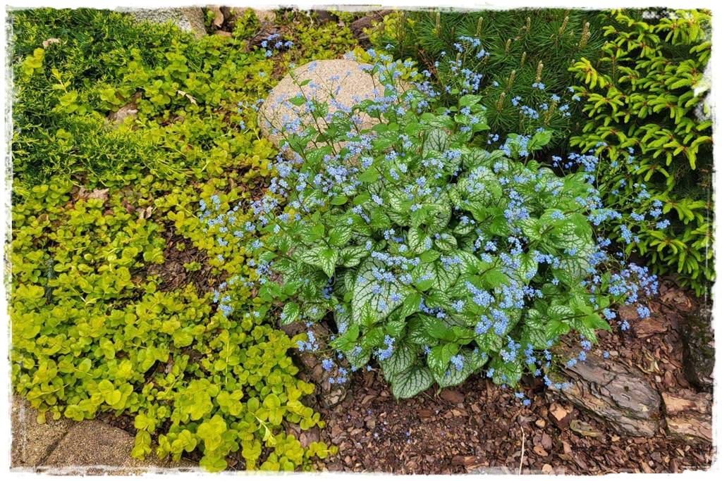 Kora sosnowa aranżacje 90c Kora sosnowa aranżacje 90c