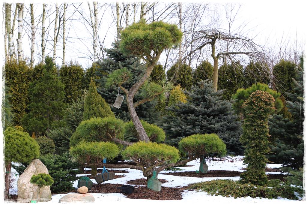 Ogród piękny zimą 10