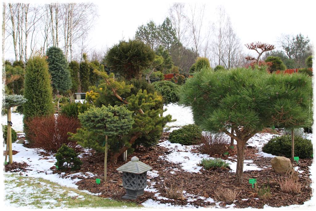 Ogród piękny zimą 10b