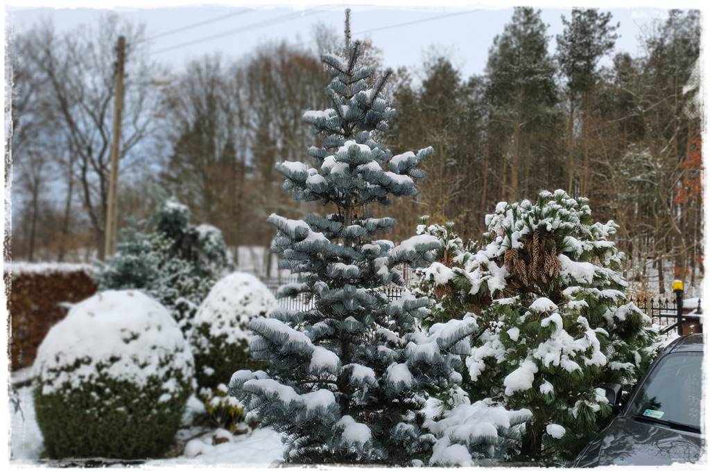 Ogród piękny zimą 10c