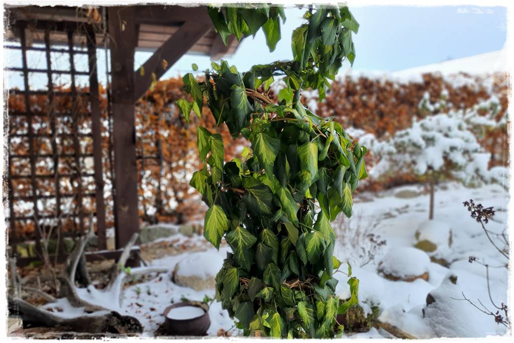 Ogród piękny zimą 11d