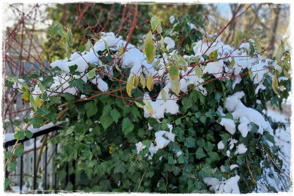 Ogród piękny zimą 11e