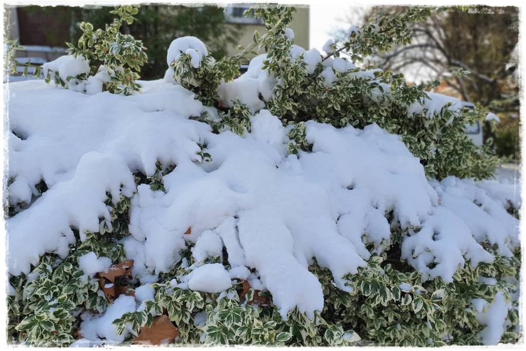 Ogród piękny zimą 11f