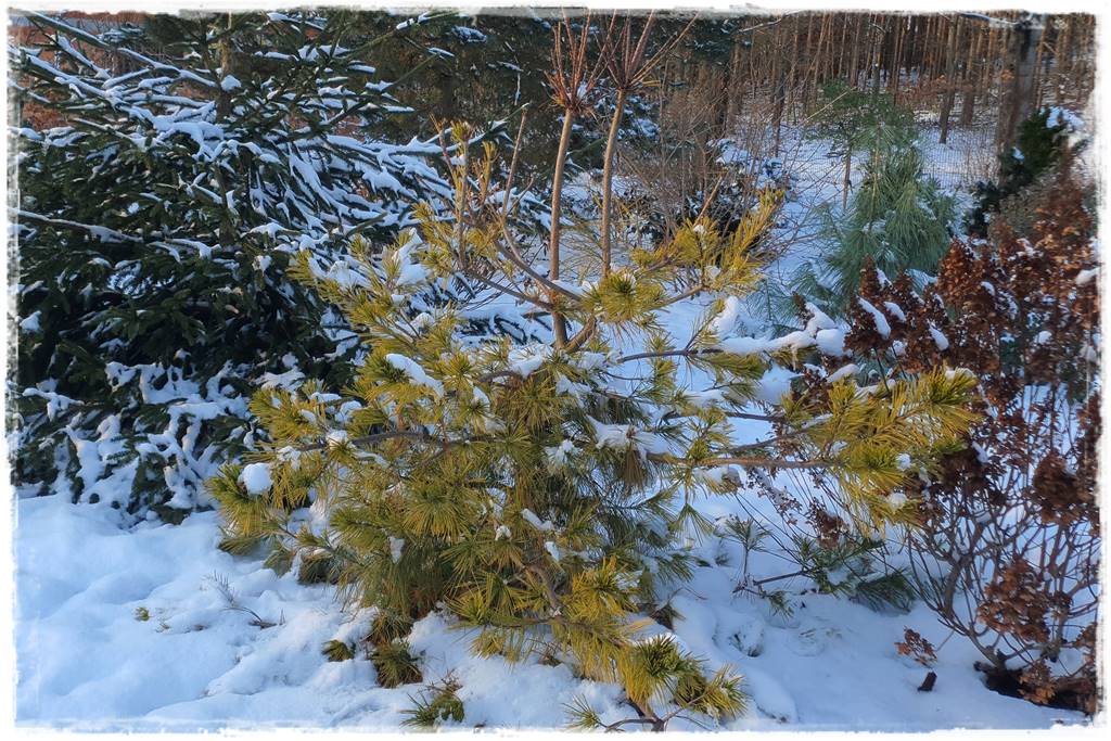 Ogród piękny zimą 12