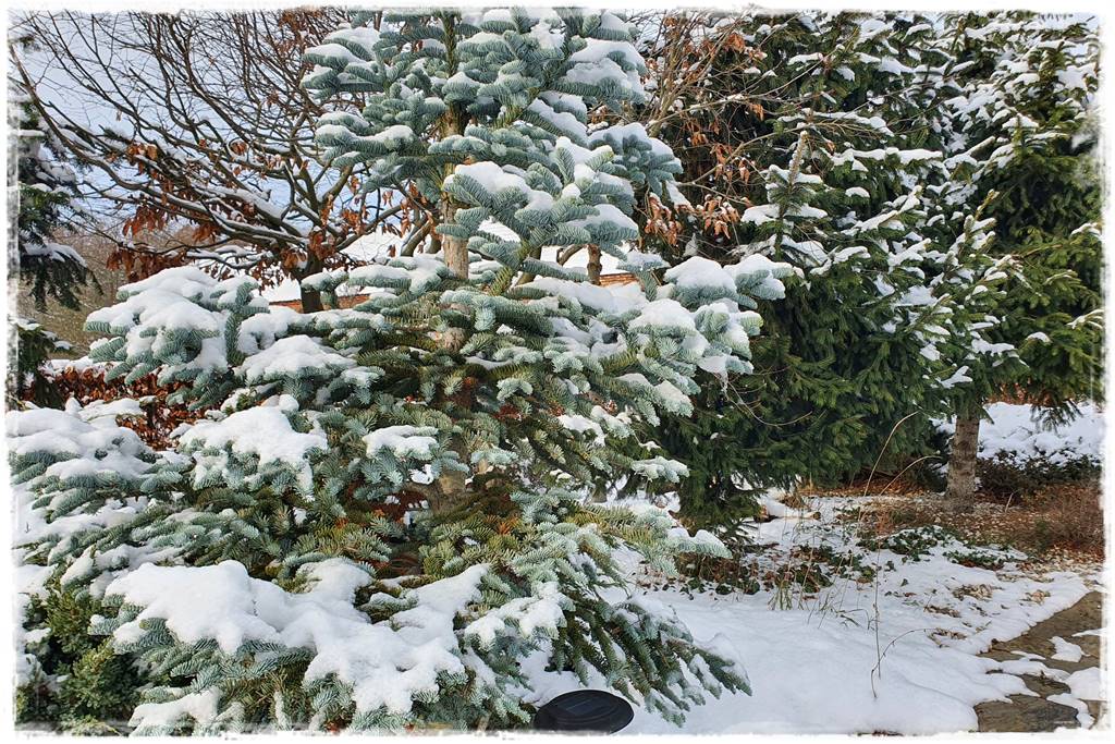 Ogród piękny zimą 12a