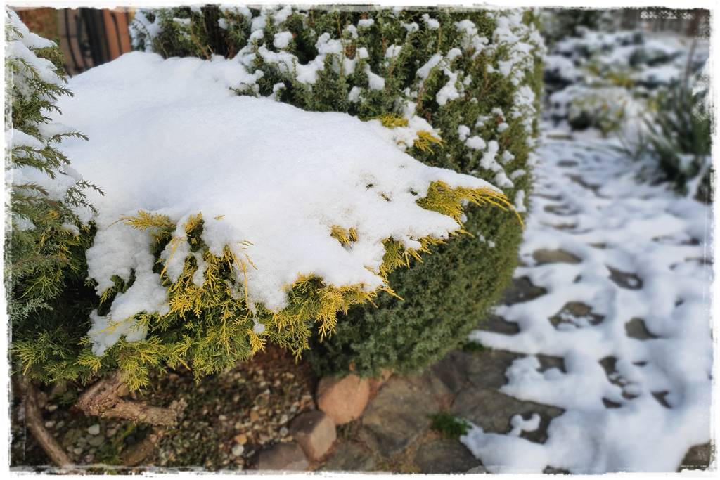 Ogród piękny zimą 12b