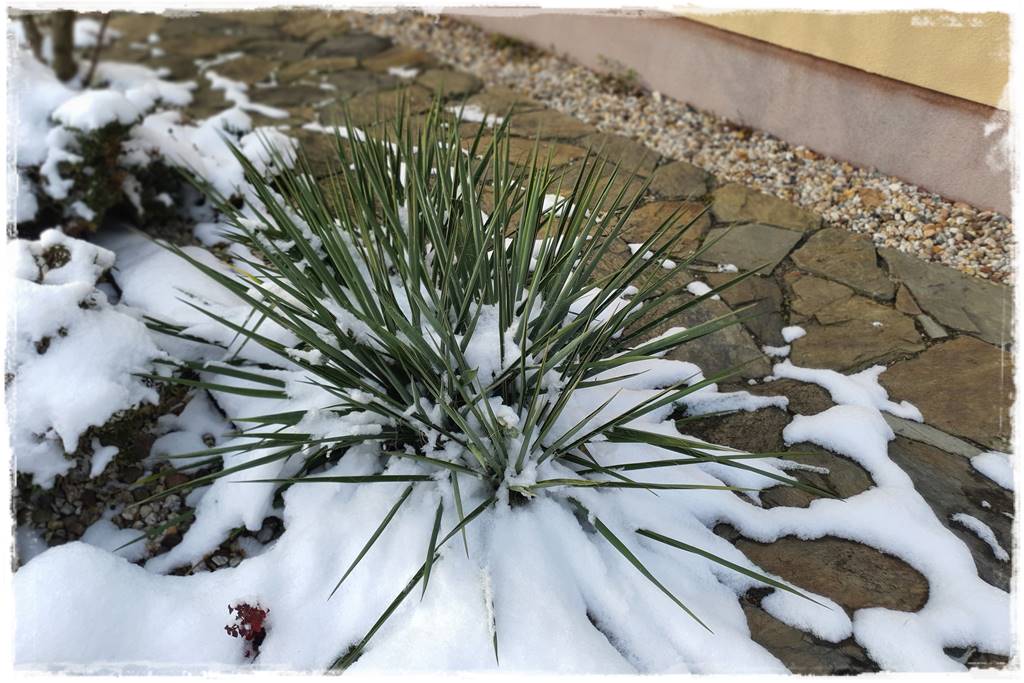 Ogród piękny zimą 13