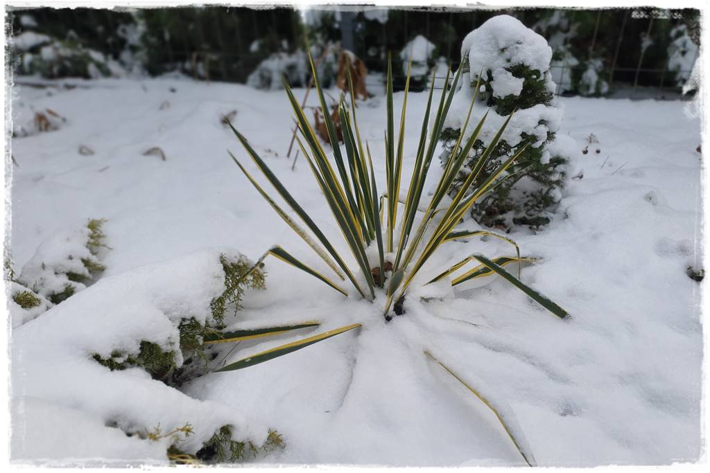 Ogród piękny zimą 13a