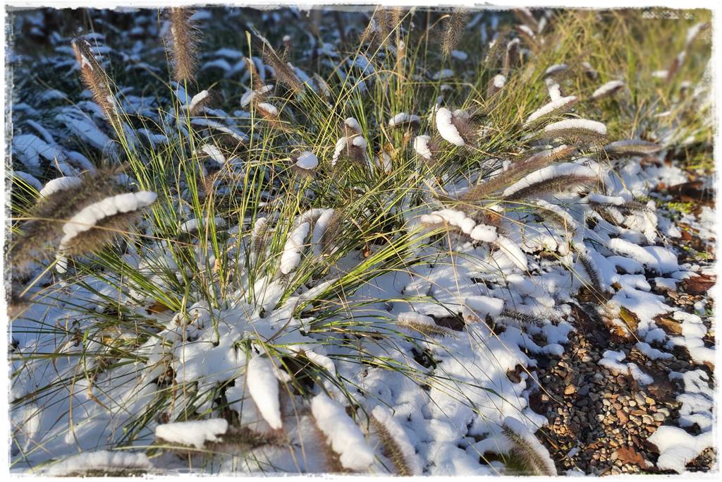 Ogród piękny zimą 20