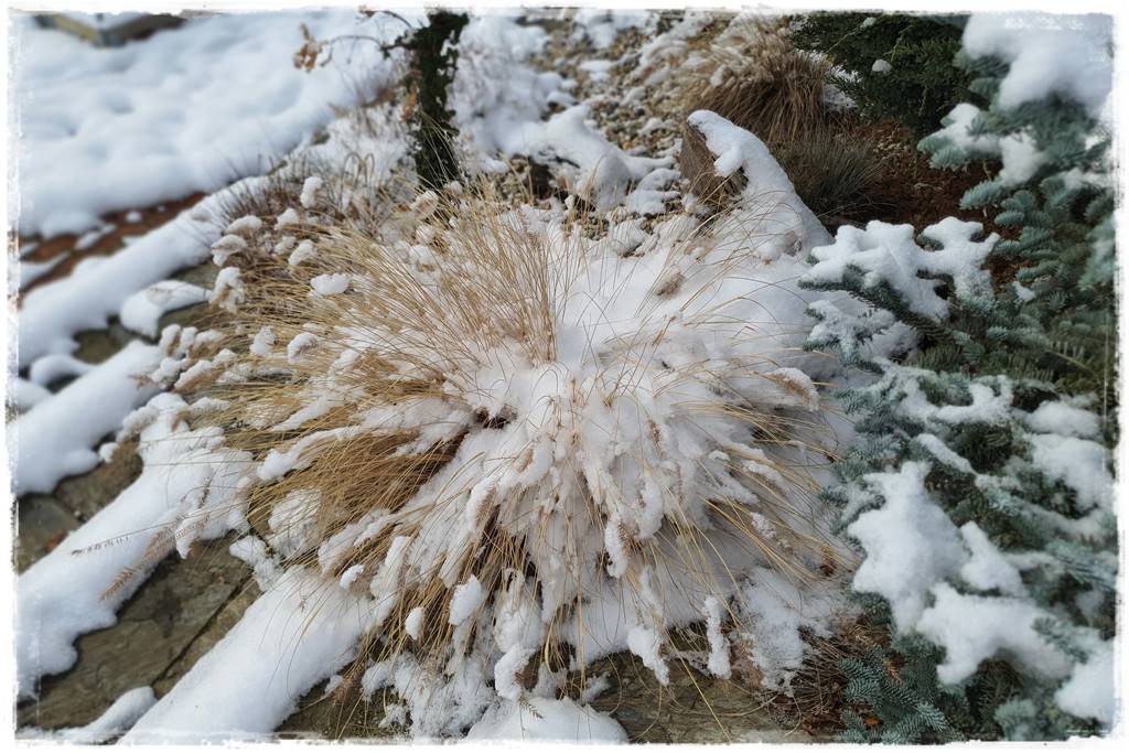 Ogród piękny zimą 20b