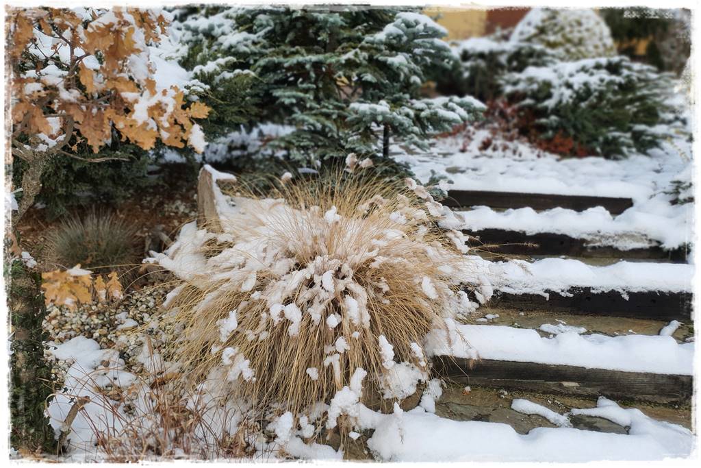 Ogród piękny zimą 20c