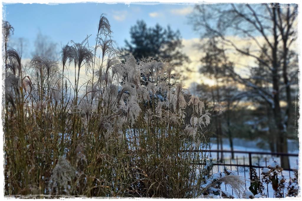 Ogród piękny zimą 20e