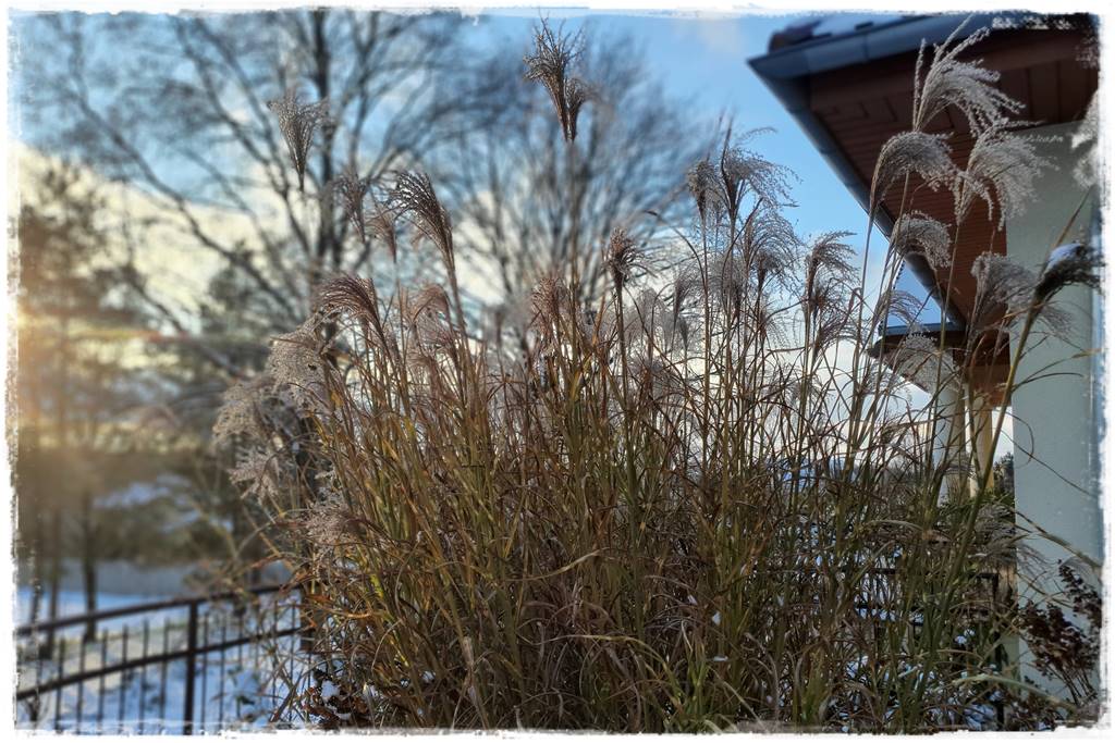 Ogród piękny zimą 20f