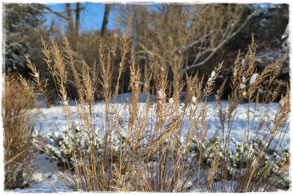 Ogród piękny zimą 20g