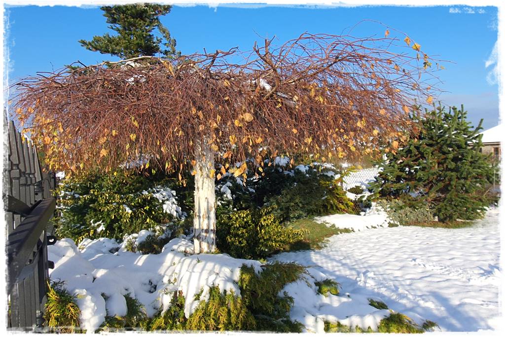 Ogród piękny zimą 30b