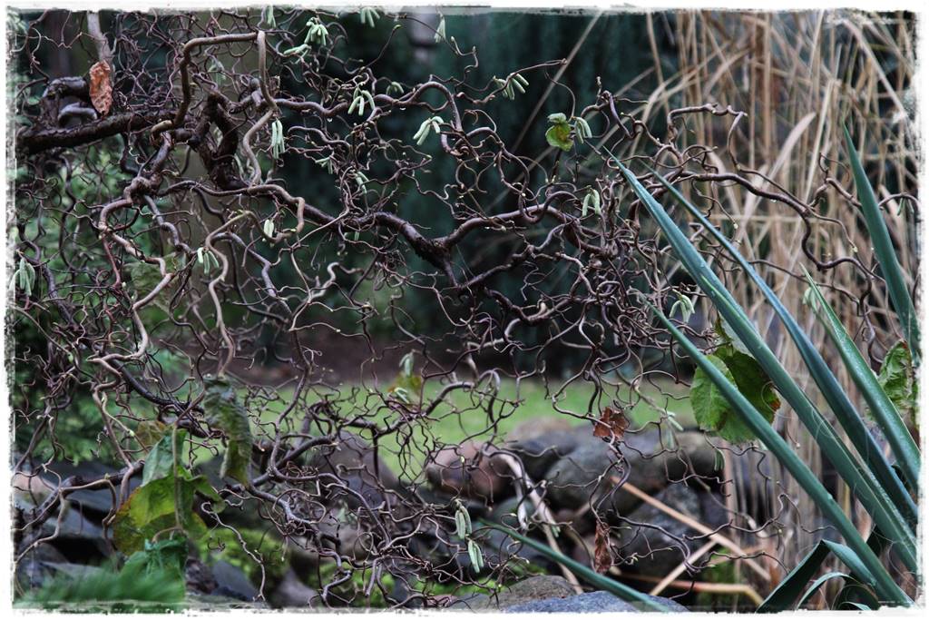Ogród piękny zimą 30d