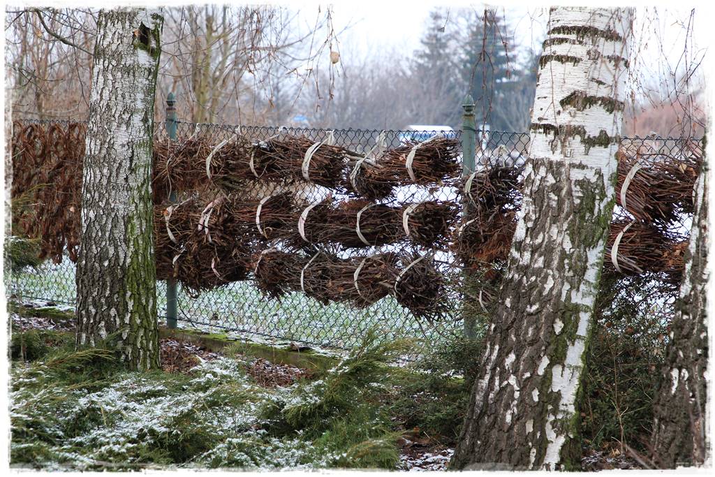Ogród piękny zimą 40