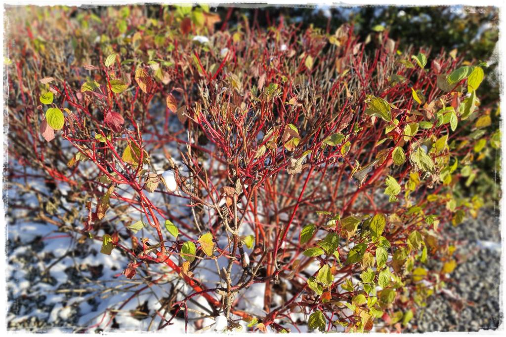 Ogród piękny zimą 41