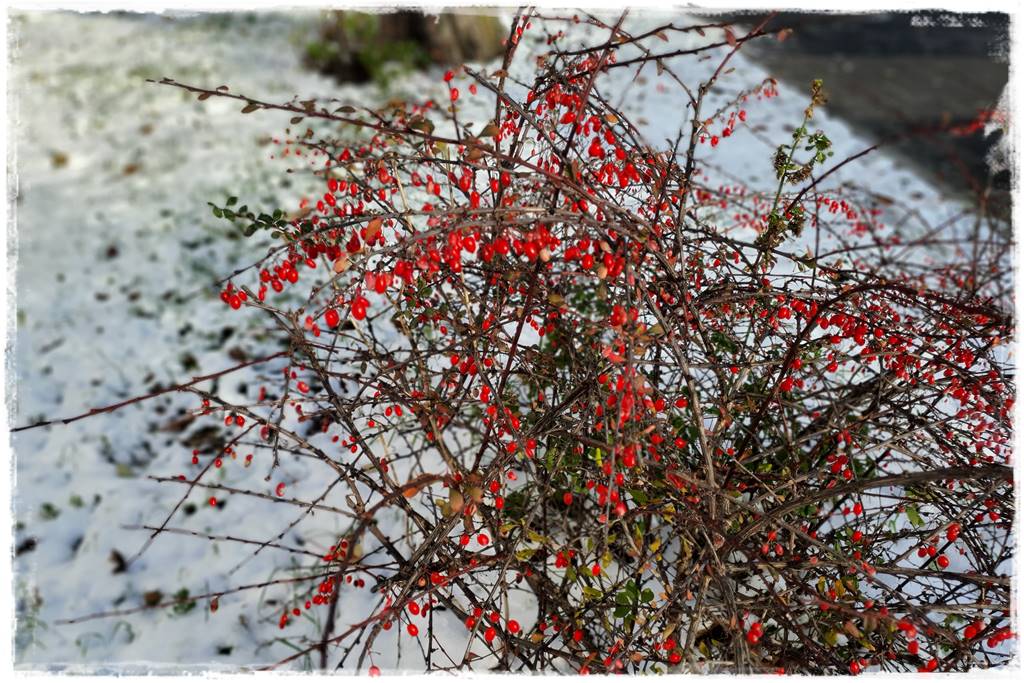 Ogród piękny zimą 50