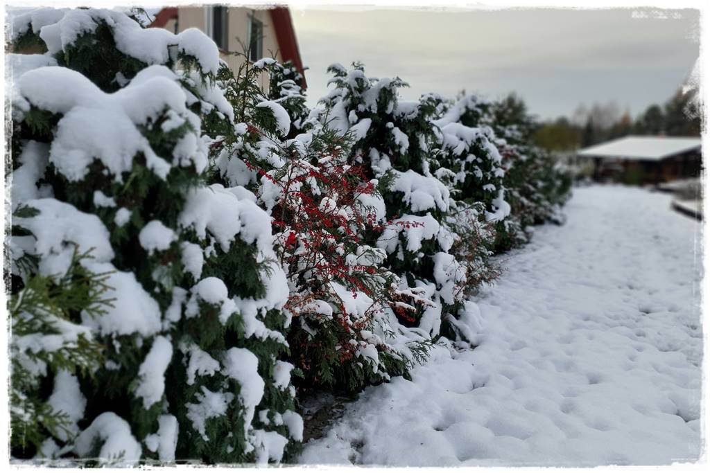 Ogród piękny zimą 50b