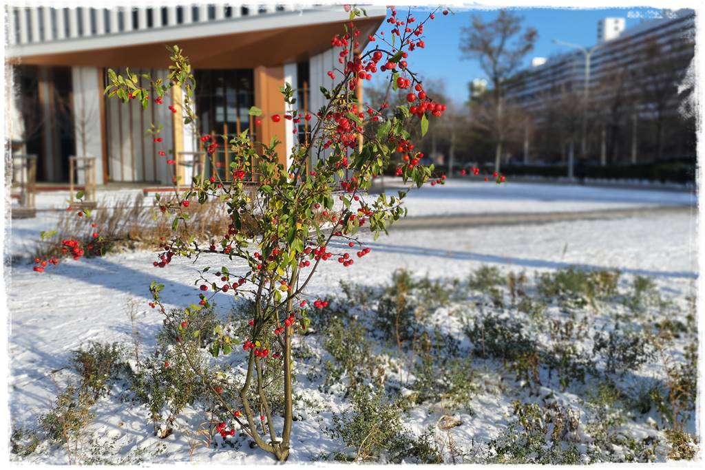Ogród piękny zimą 50d