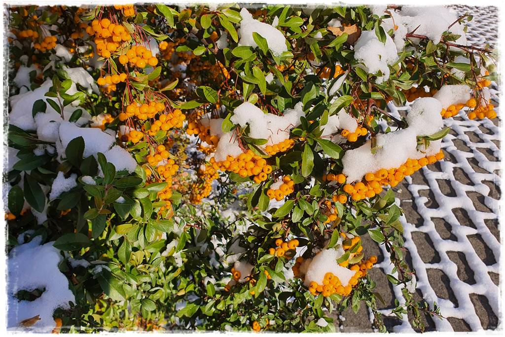 Ogród piękny zimą 51a