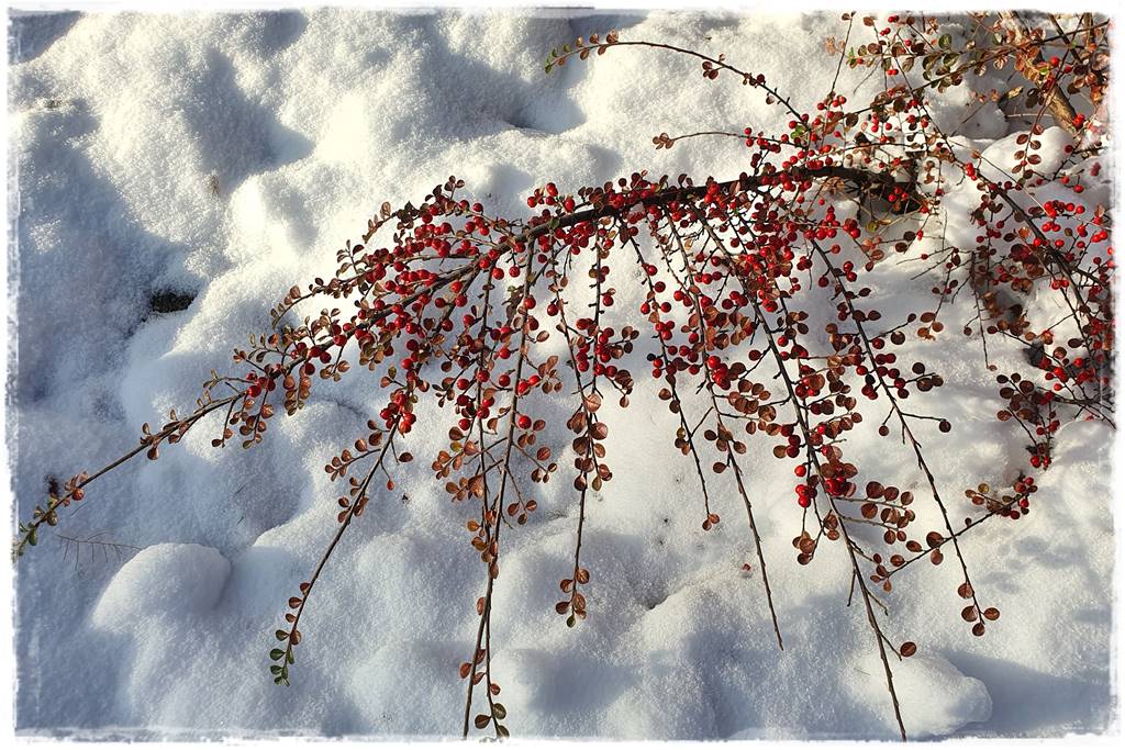 Ogród piękny zimą 51b