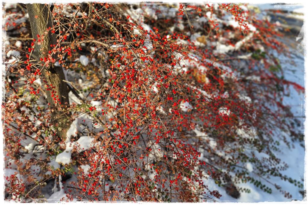 Ogród piękny zimą 51c